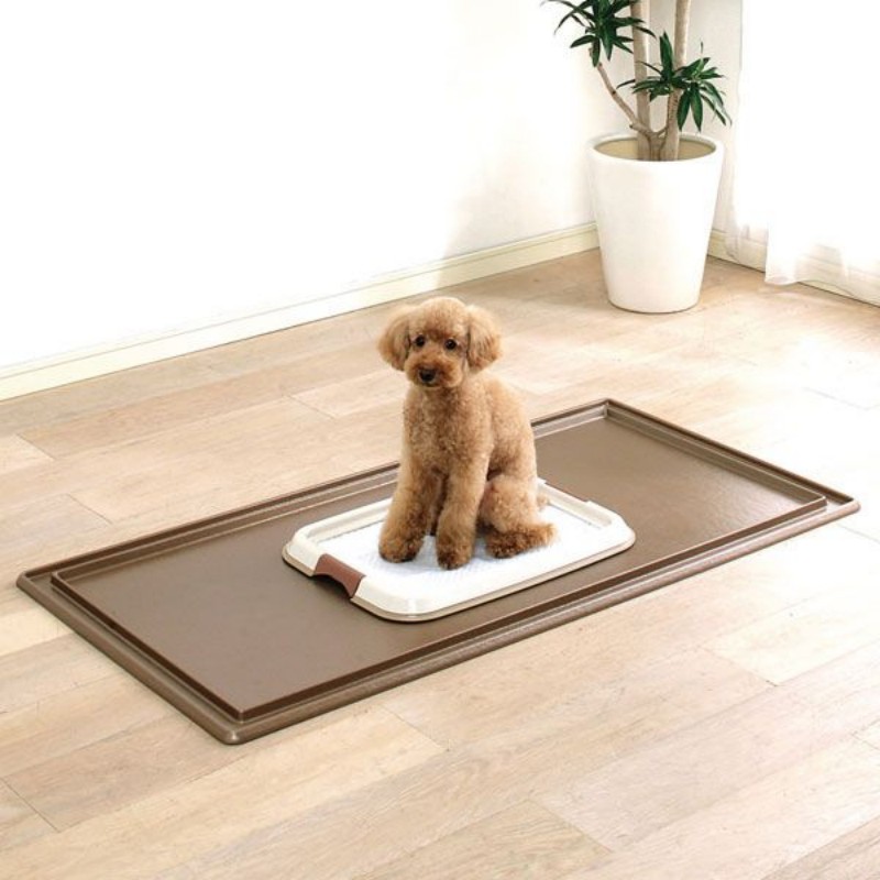 PP Vacuum Forming Pet Tray